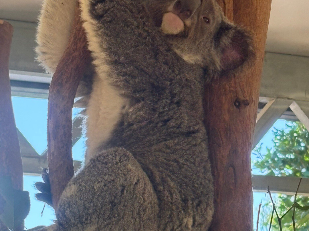 Sydney Zoo景点图片