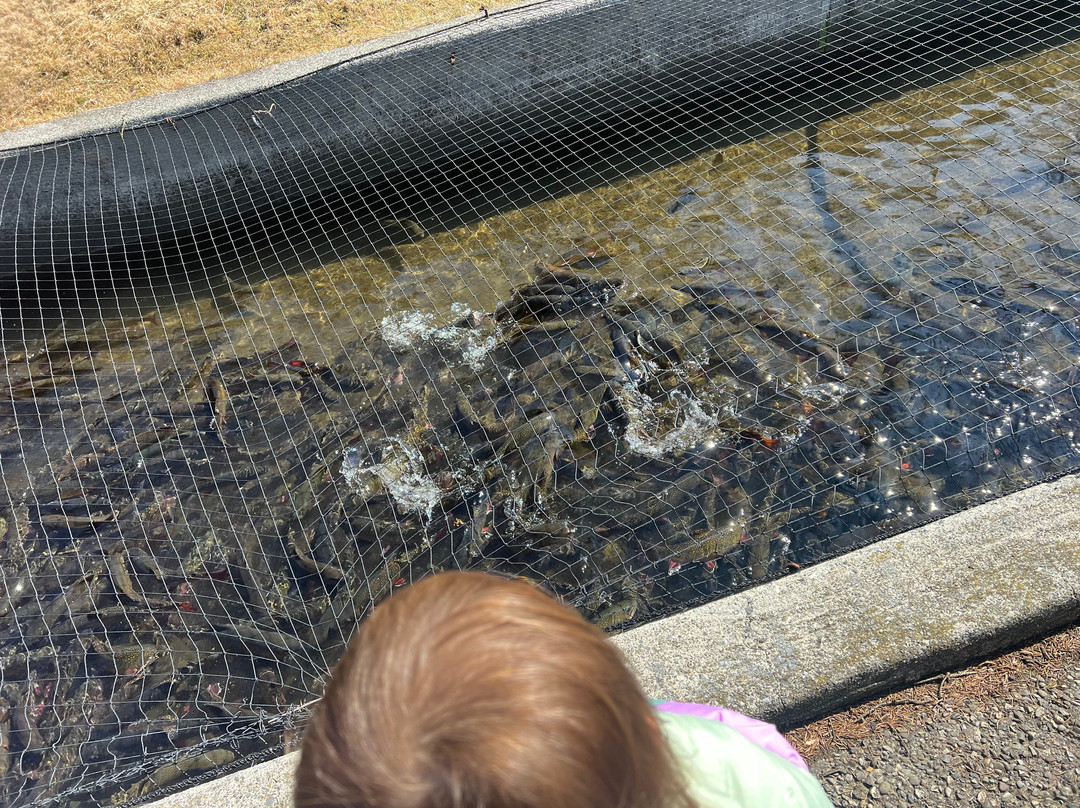 Allentown Fish Hatchery景点图片