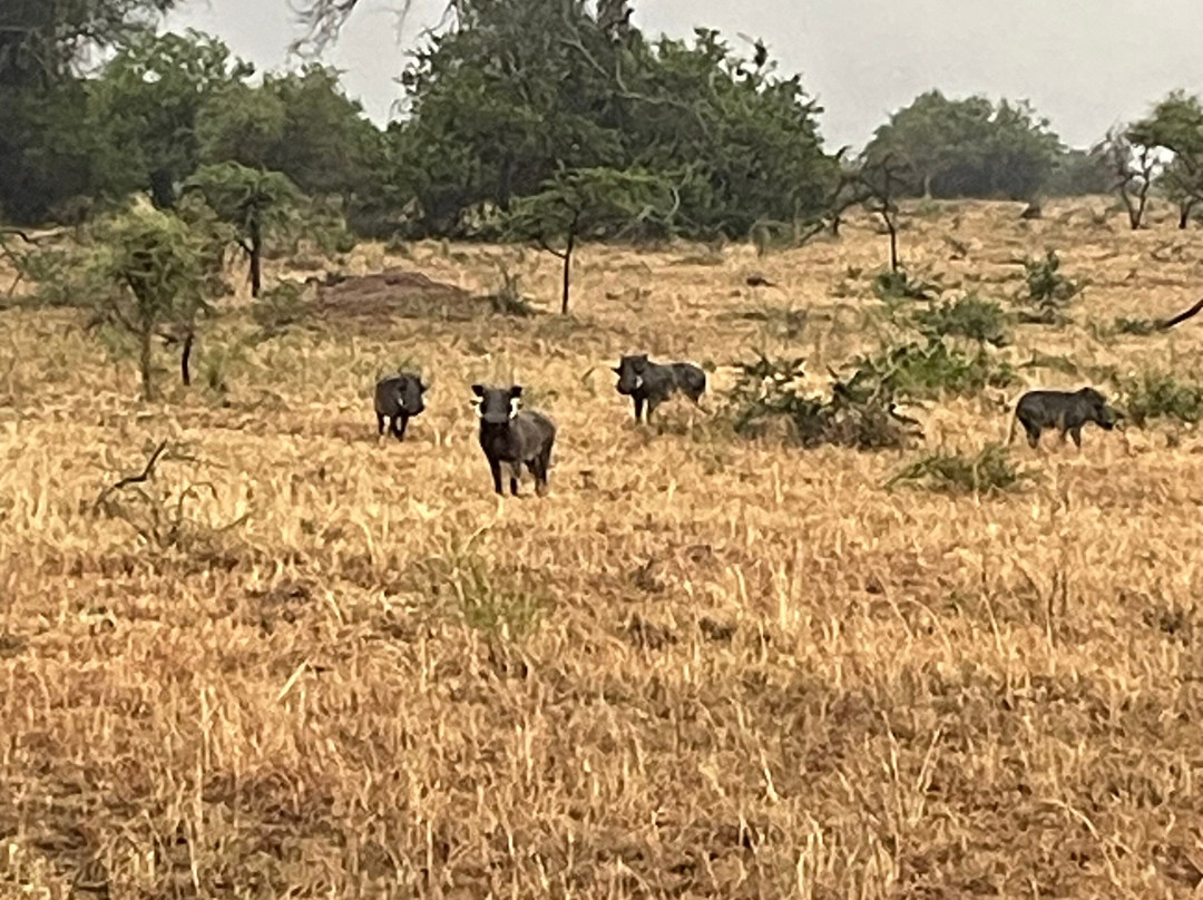 2-Days Akagera Wilderness Experience: Big 5 & Highest peak Camping-Kayonza必去景点