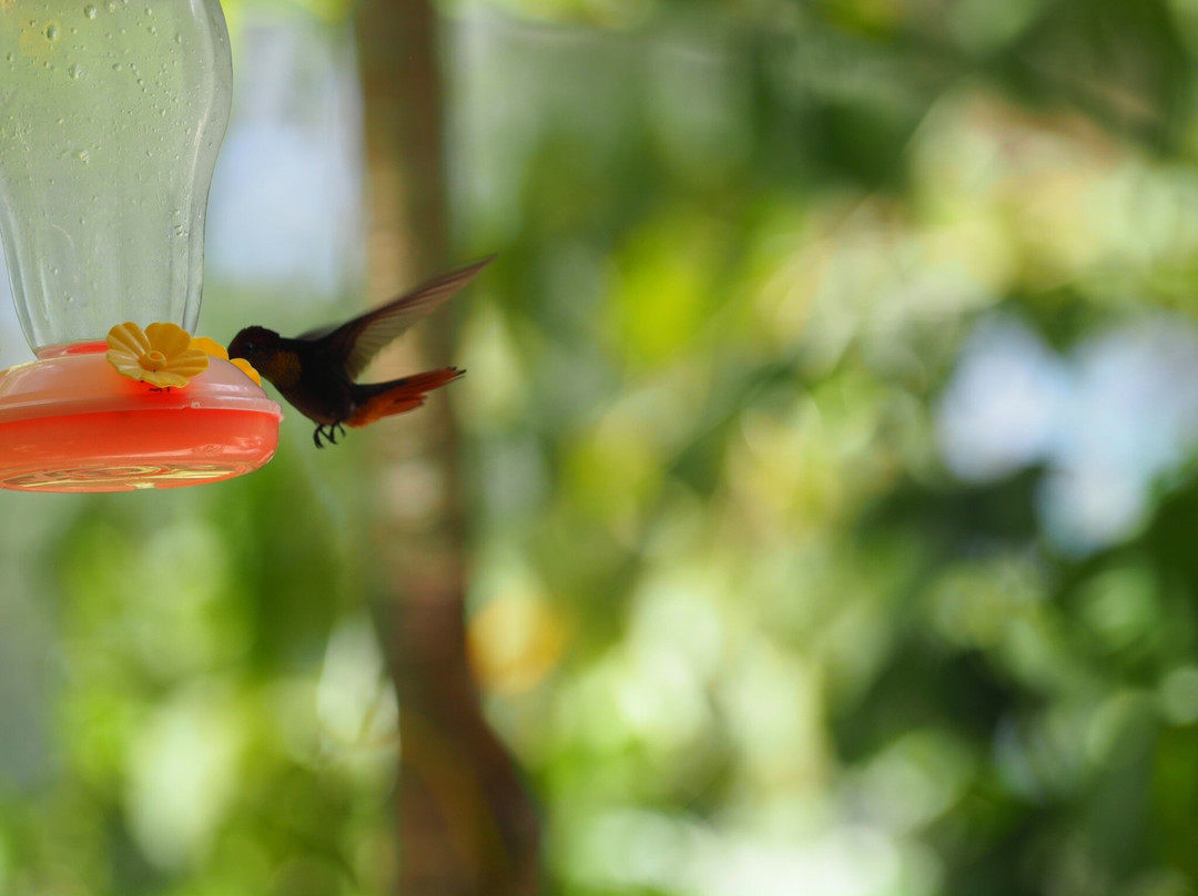 Adventure Farm and Nature Reserve-多巴哥必去景点