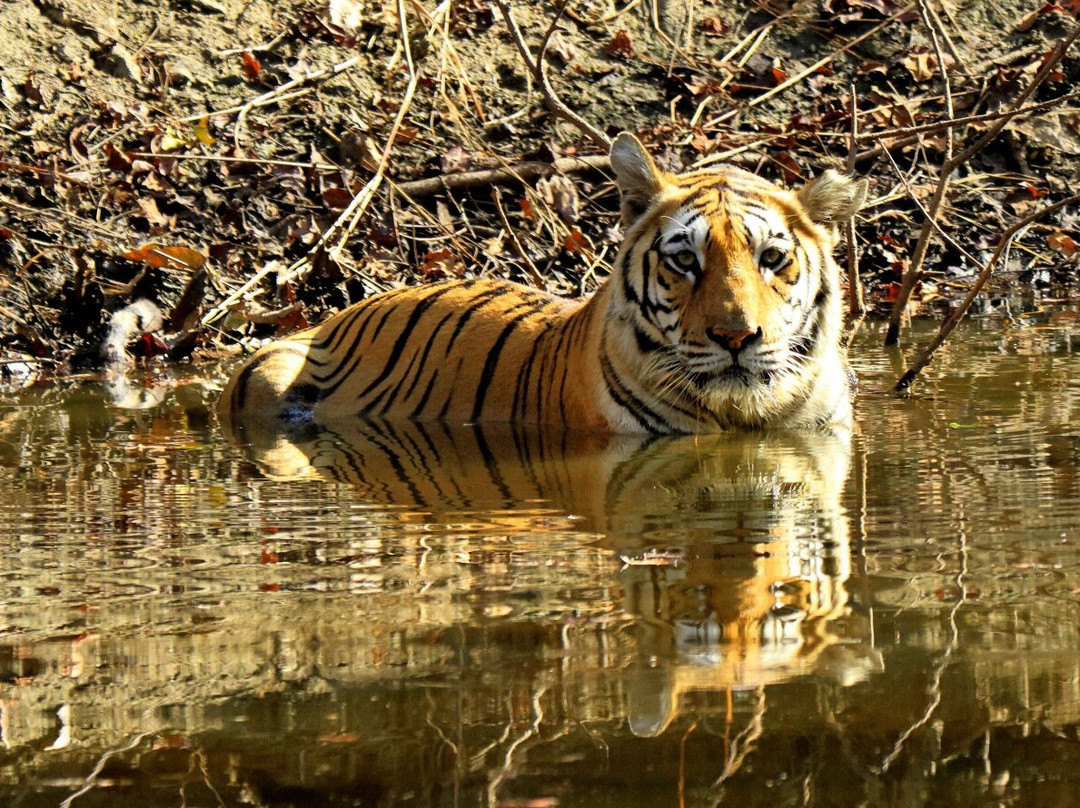 Mahua Vann Pench主图