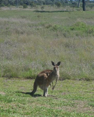 Mayfair Motel and Restaurant主图