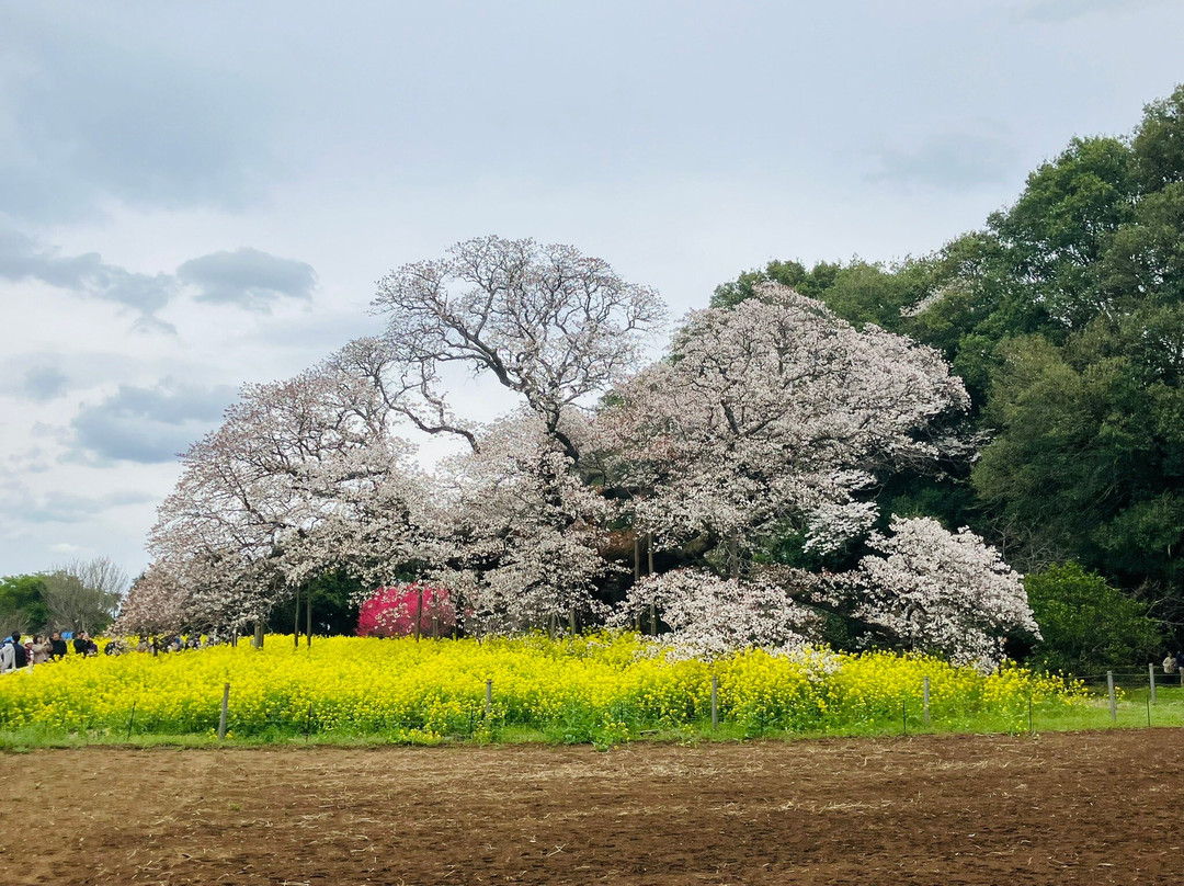 Yoshitaka no Ozakura-印西市必去景点