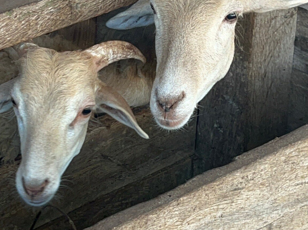 South Farm Panglao- Bohol-Panglao必去景点