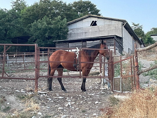 Agriturismo La Contessa Quarter Horse主图
