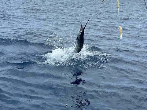 Los Suenos Fishing Charters Costa Rica-艾拉杜拉必去景点