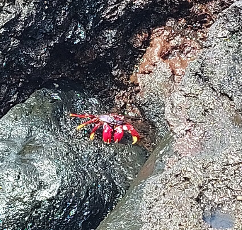 Ponta da Ferraria景点图片