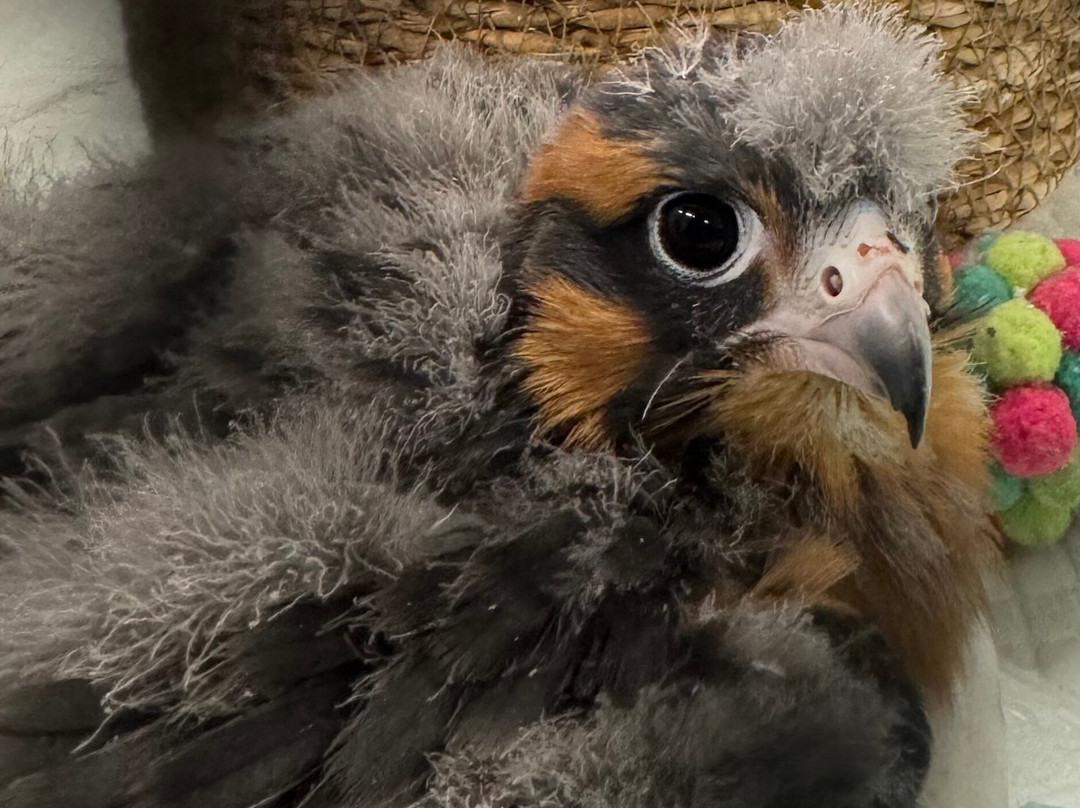 Raptor Ranch-威廉姆斯必去景点