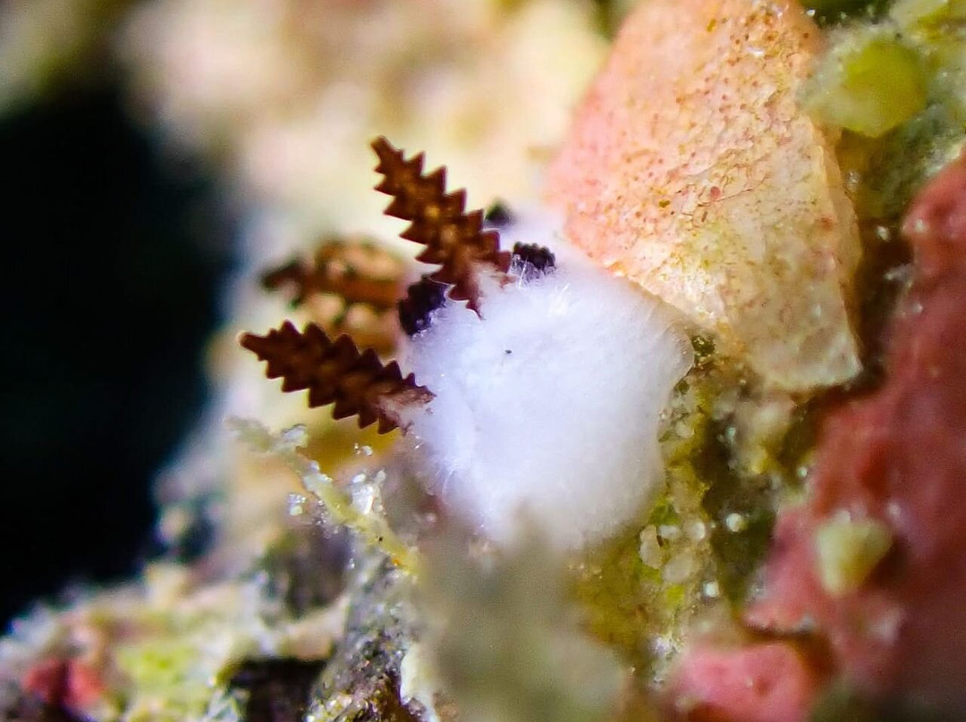 潜水迷浮潜店-仙本那必去景点