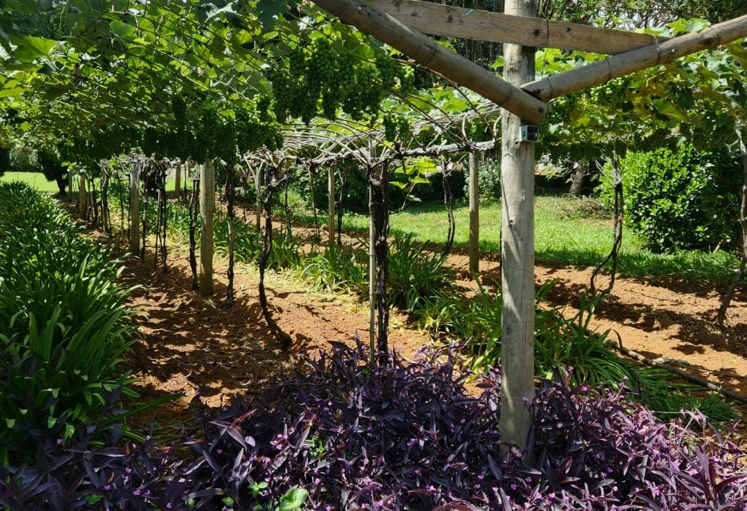 Adega Sibinel-容迪亚伊必去景点