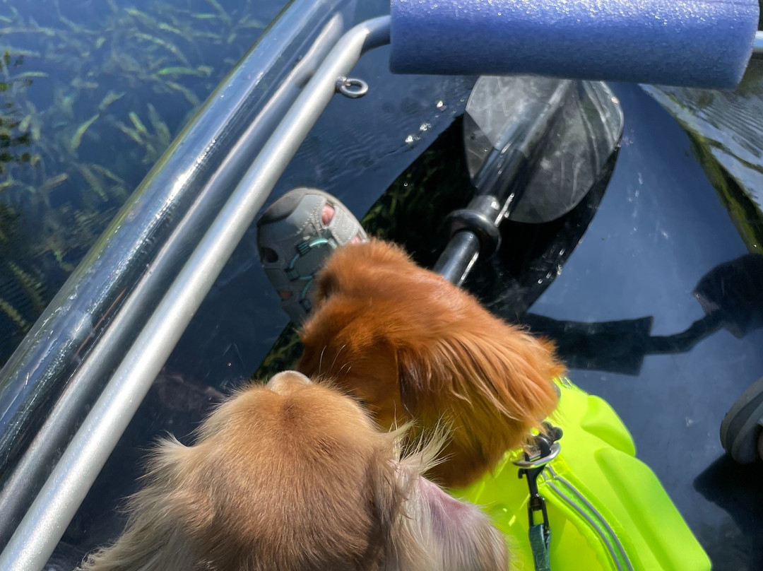 Clear Canoeing-Silver Springs必去景点