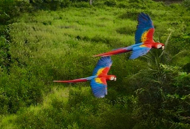 Hotel Delfin Playa Bejuco主图