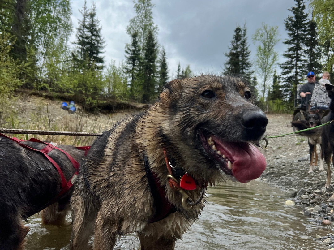 The Alaska Dogstead Mushing Company景点图片
