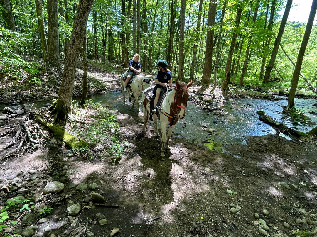 Ruggiero's Public Horseback Riding And Cabin Rentals景点图片