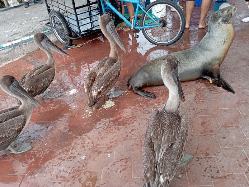 Santa Cruz Fish Market-阿约拉港必去景点