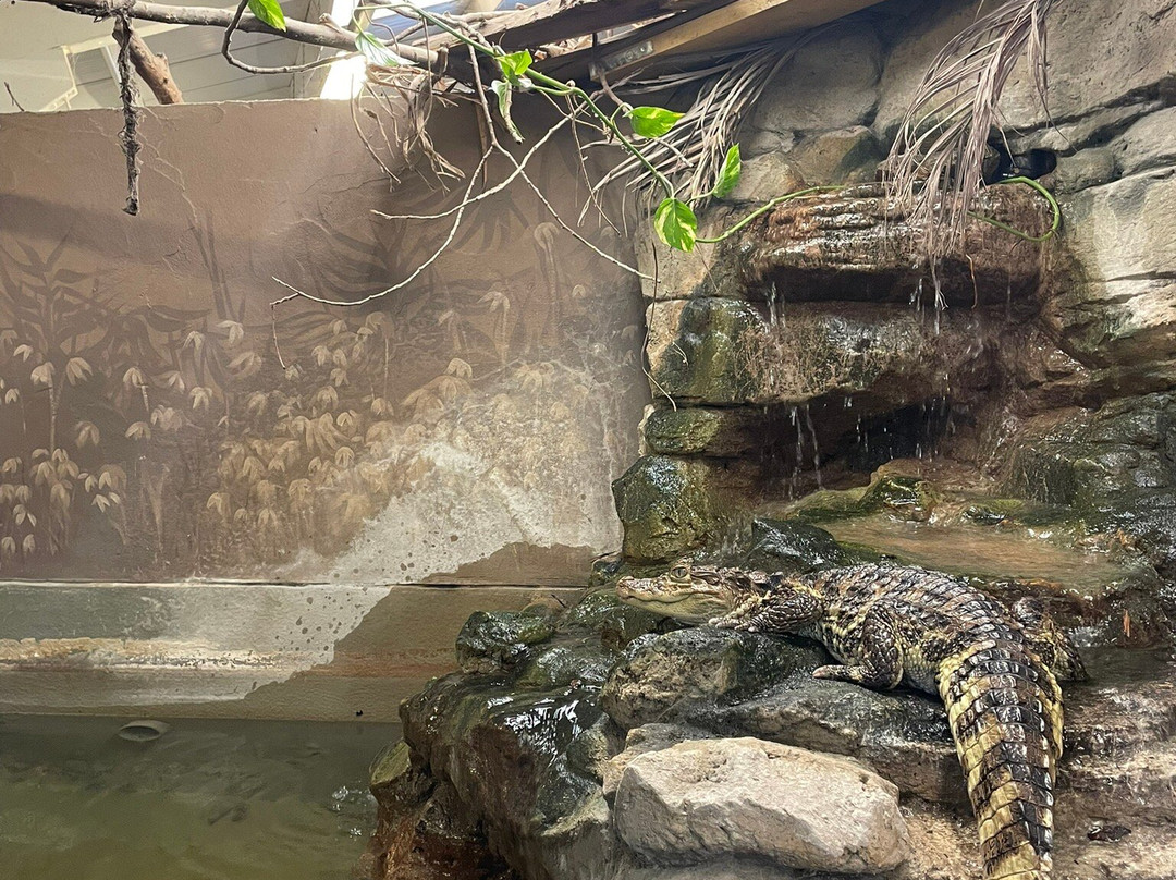Crocodiles of the World景点图片