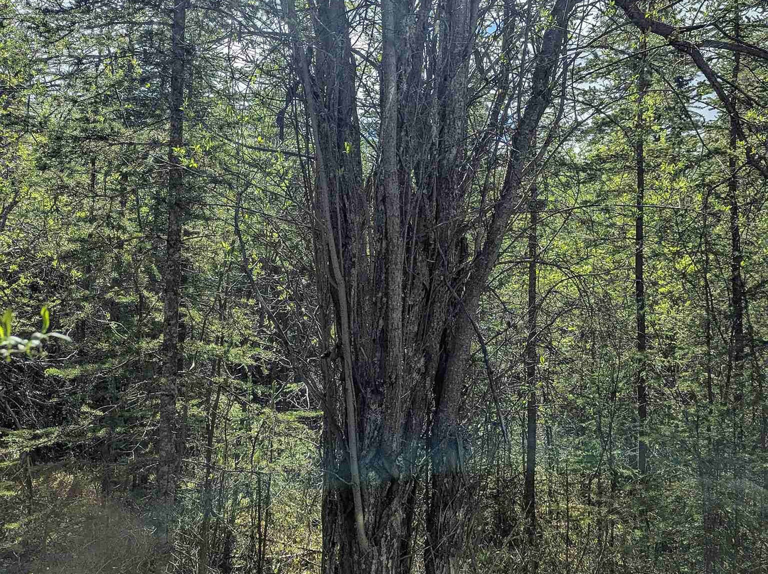 Copper Country Discovery Tour-Copper Center必去景点