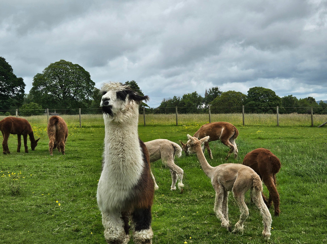 Bardsea Alpacas And Llamas景点图片