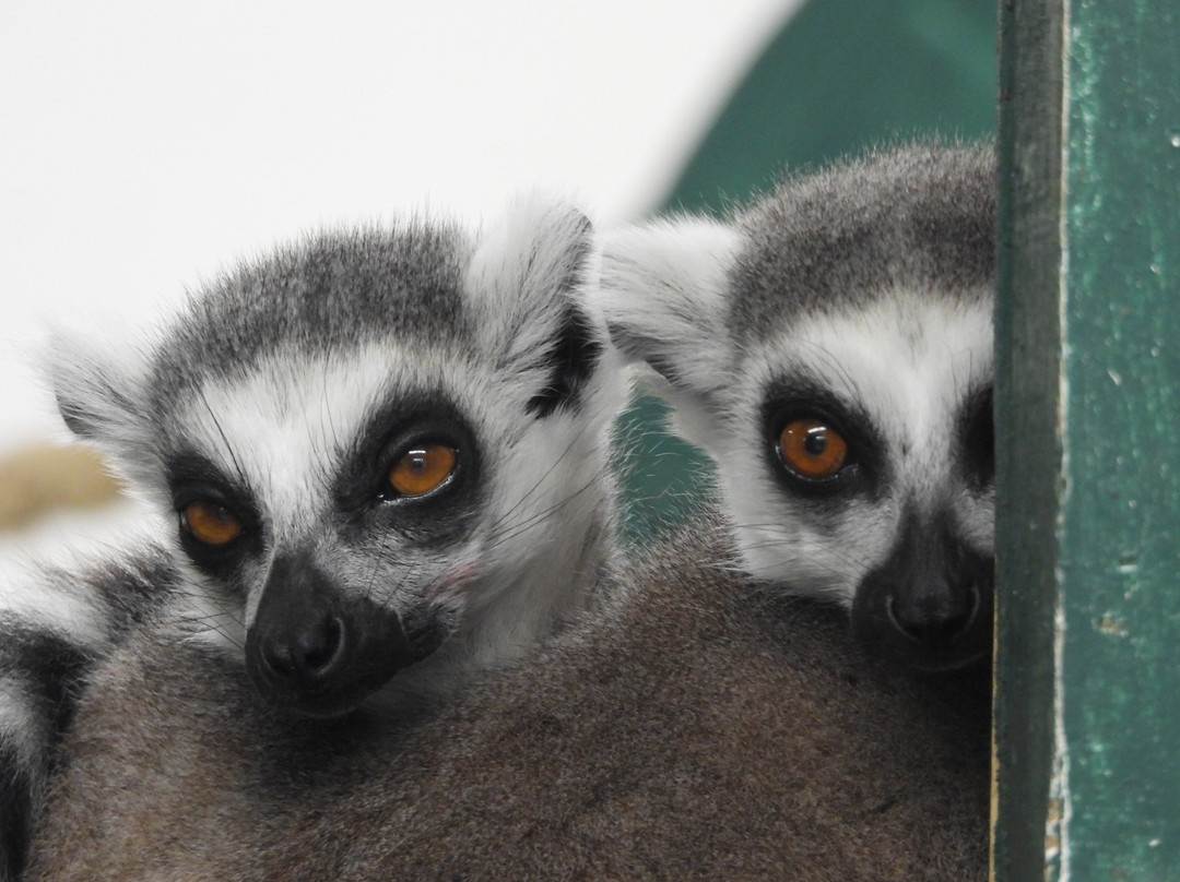 Welsh Mountain Zoo景点图片