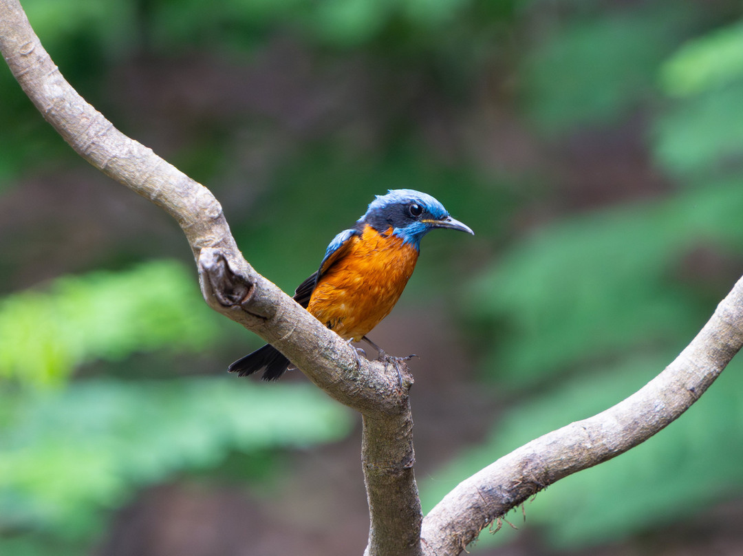 Asian Adventures-诺伊达必去景点