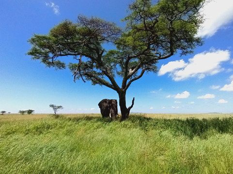 Shafino Wildlife Safaris