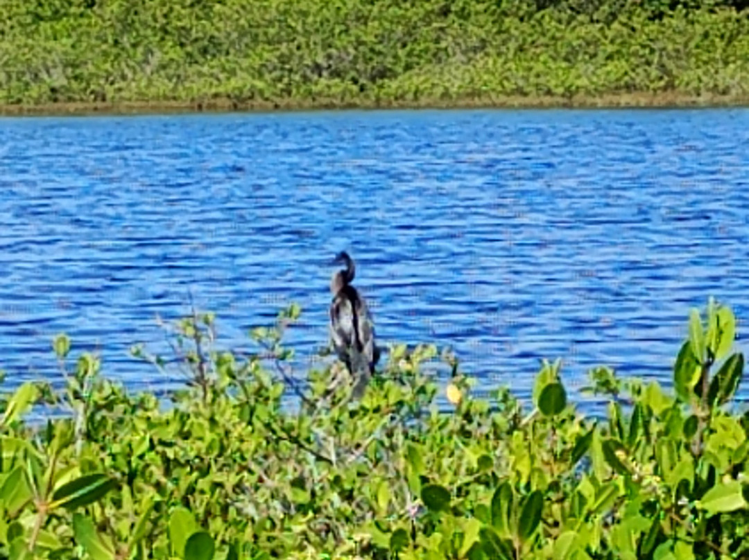 Merritt Island National Wildlife Refuge-Merritt Island必去景点