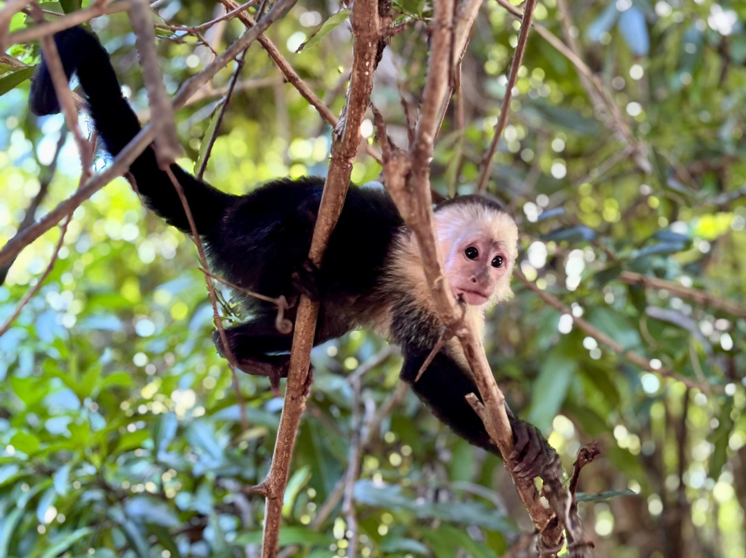 The Congo Trail-Nuevo Colon必去景点
