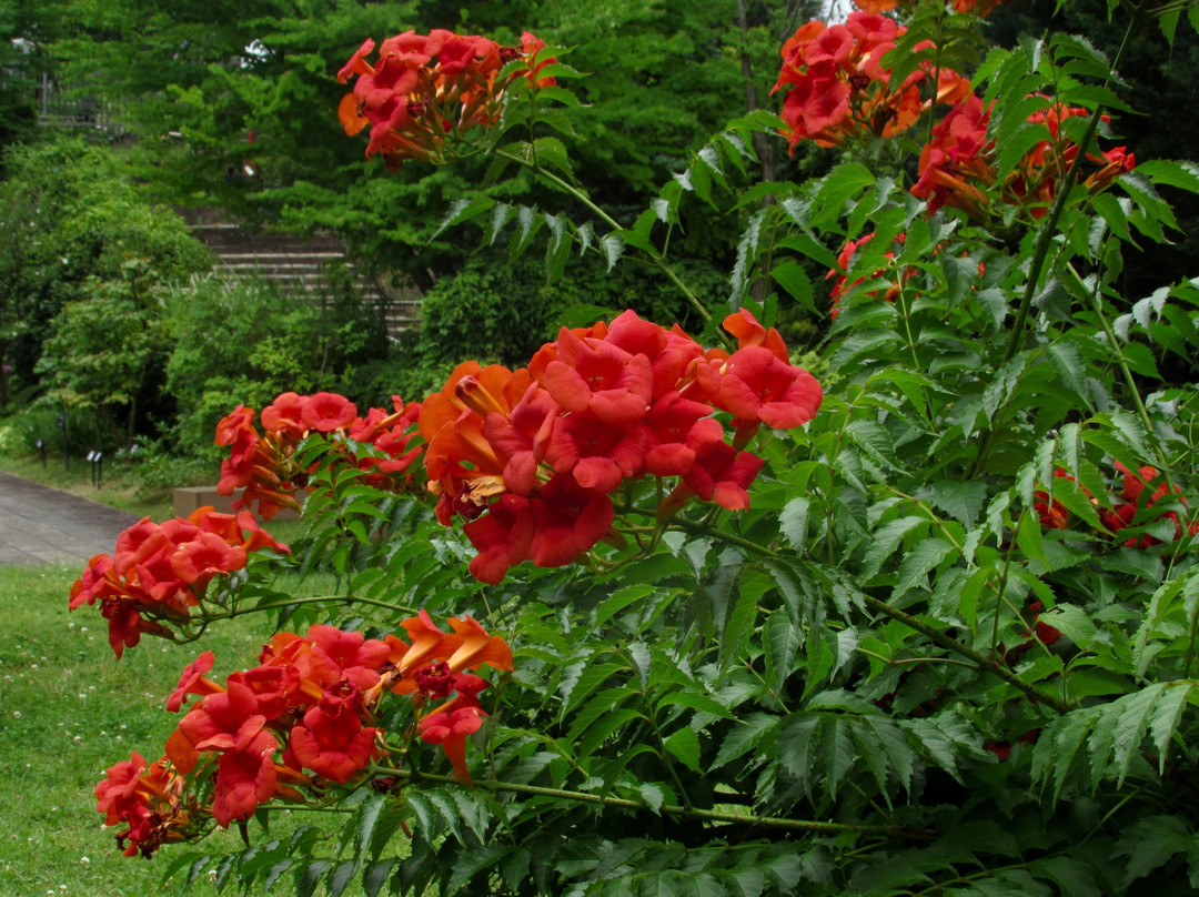 Uji City Botanical Park-宇治市必去景点
