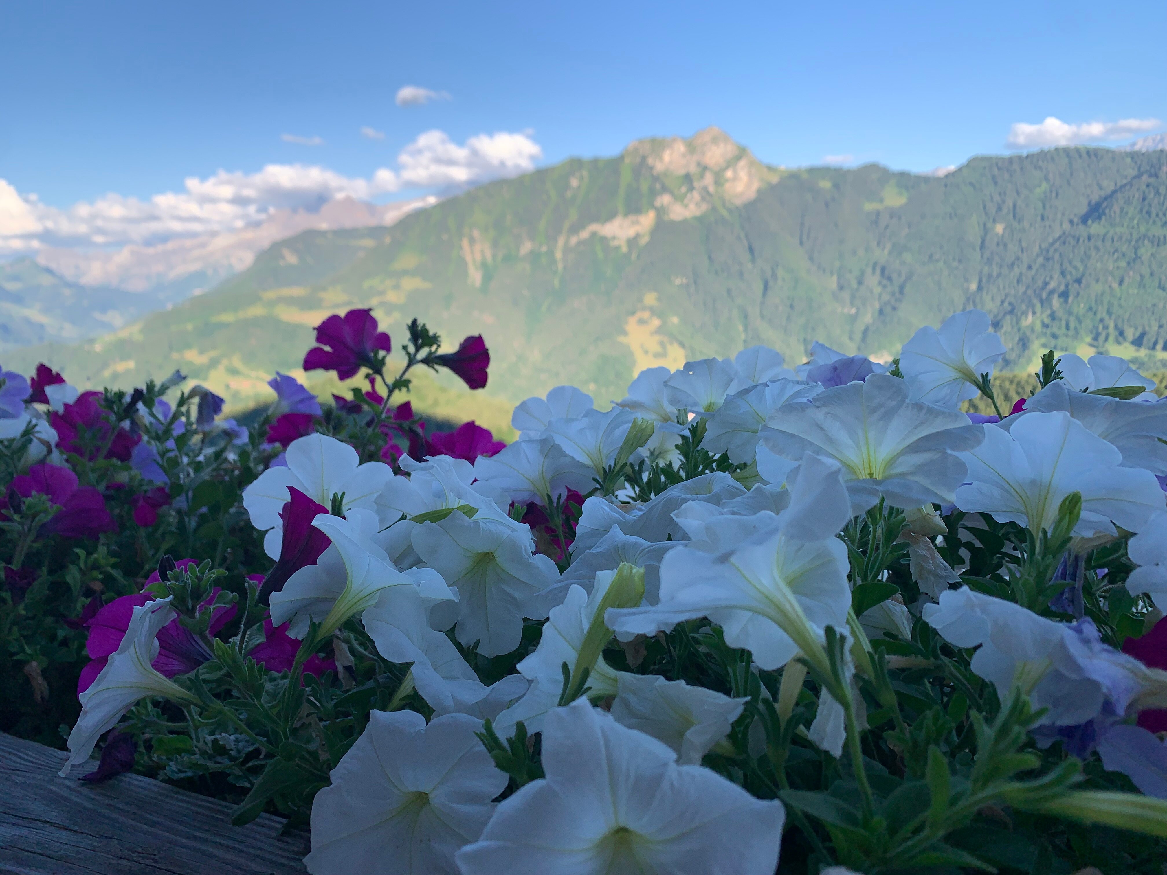 Hotel Le Grand Chalet-官方