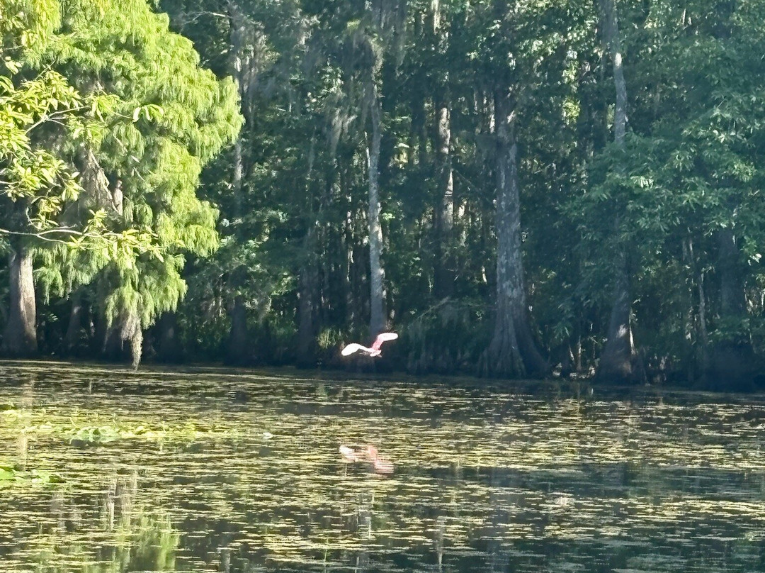 Beyond the Bayou-新奥尔良必去景点