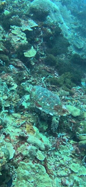 Ceningan Divers-努沙切宁安岛必去景点