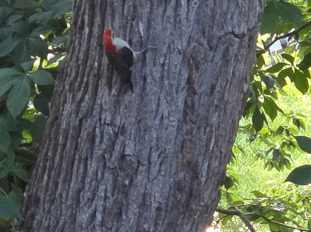 Super 8 by Wyndham Sevierville Riverside主图