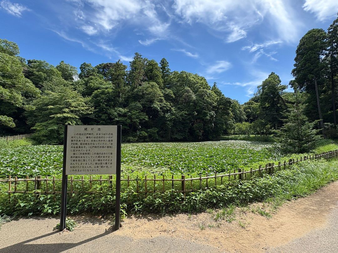 Sakura Castle Site Park-佐仓市必去景点
