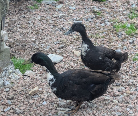 Withyburn Croft Tours-Bigton必去景点