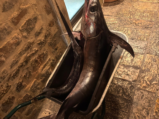 Restoran Mlin, Budva, Montenegro