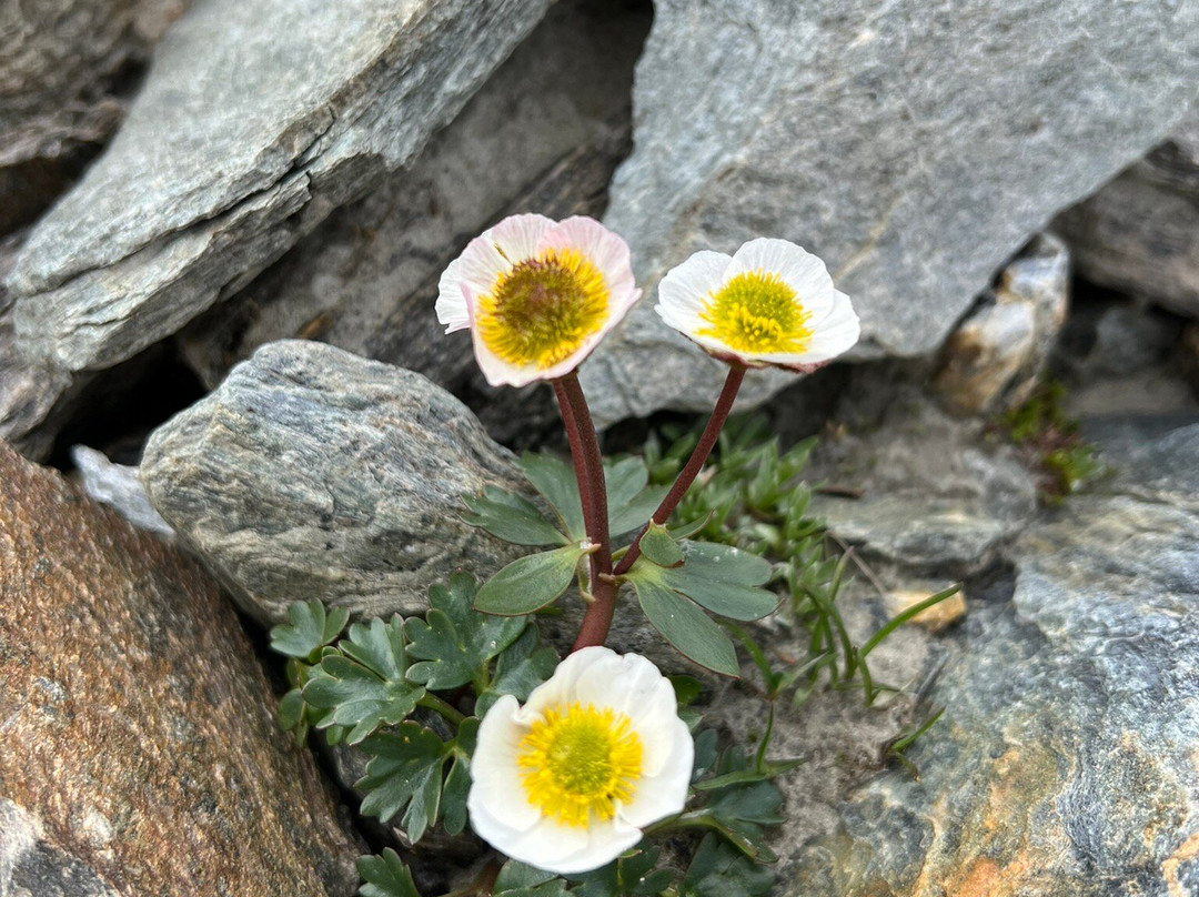 Gondel-Seilbahn Sulden - Funivia Solda-Solda必去景点