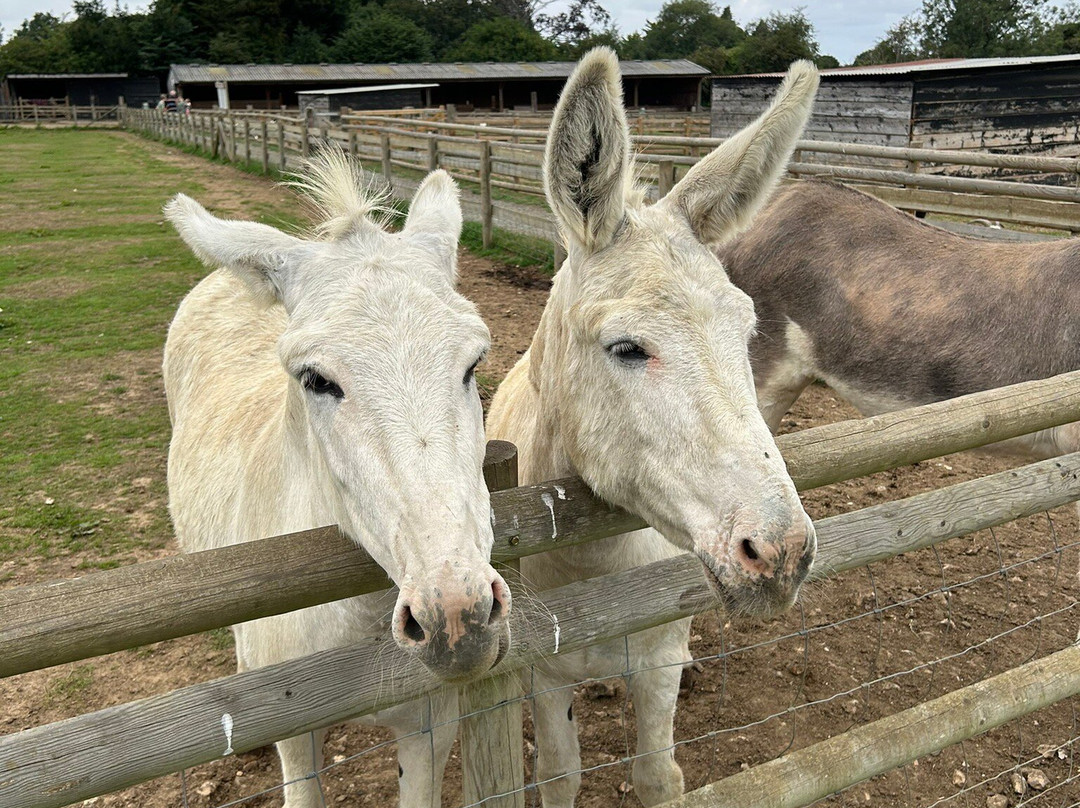 圣诞树农场-布罗姆利必去景点