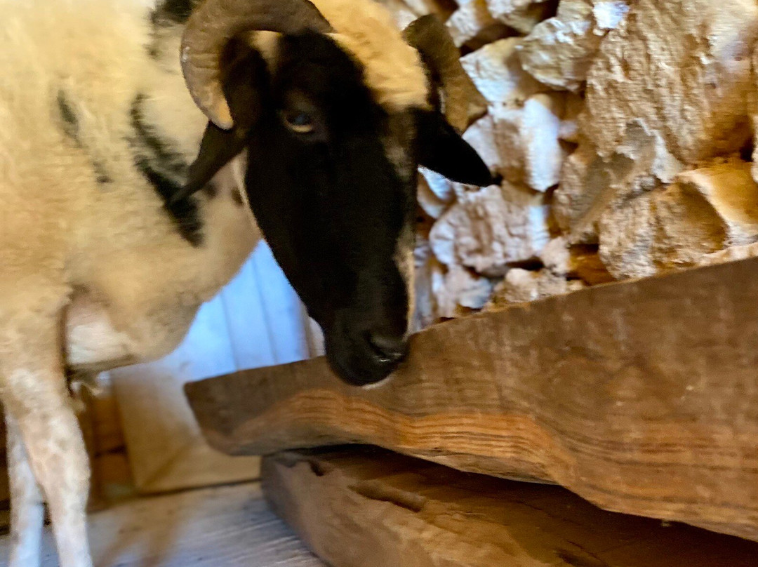 Armeos Farm Experience-Damarionas必去景点