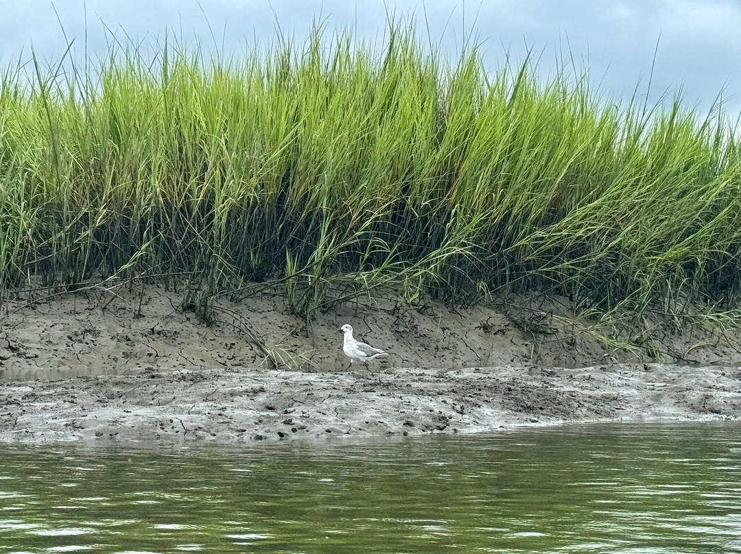 Beaufort Kayak Tours-博福特必去景点