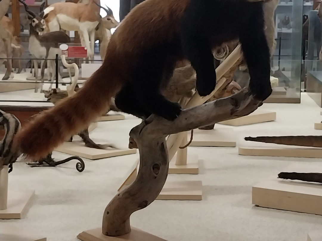 Le Musée d'Histoire Naturelle Victor Brun-蒙托邦必去景点