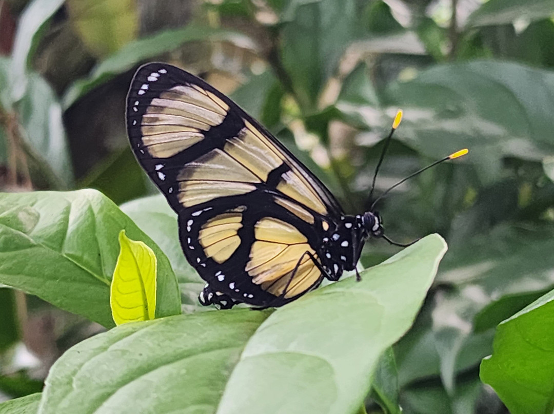 Hotel campestre las Heliconias主图