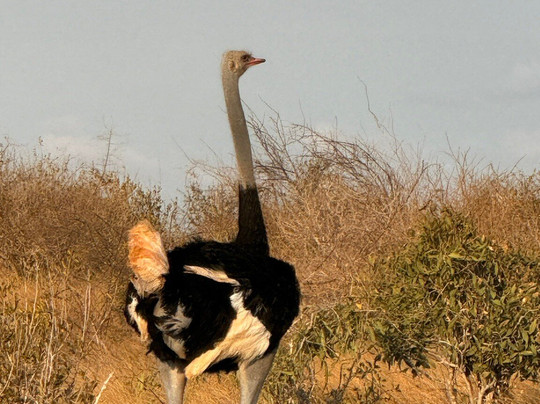 Kenya Safari Escapes-马林地必去景点