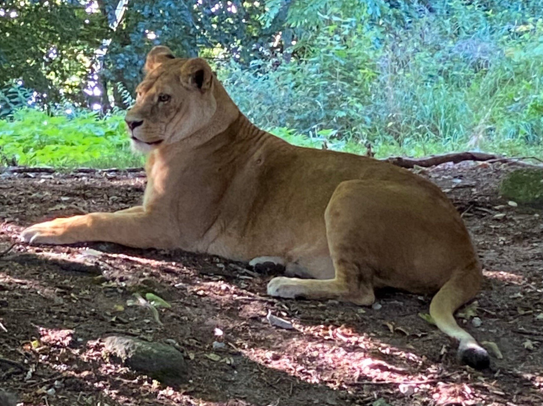 Ree Park Safari-埃伯尔措夫特必去景点