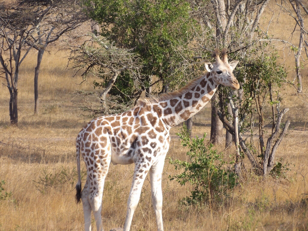 Ngoni Safaris Uganda-坎帕拉必去景点
