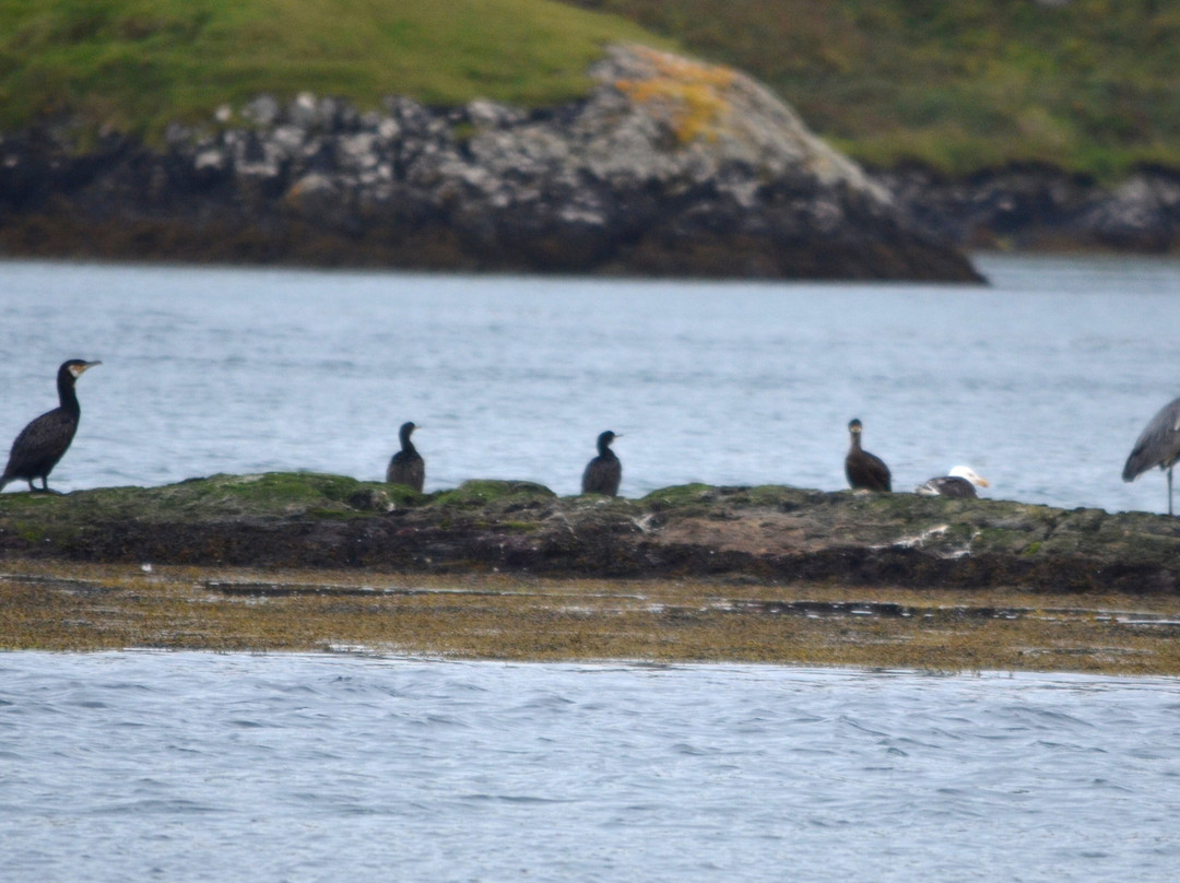 Lady Anne Wildlife Cruises-Grimsay必去景点