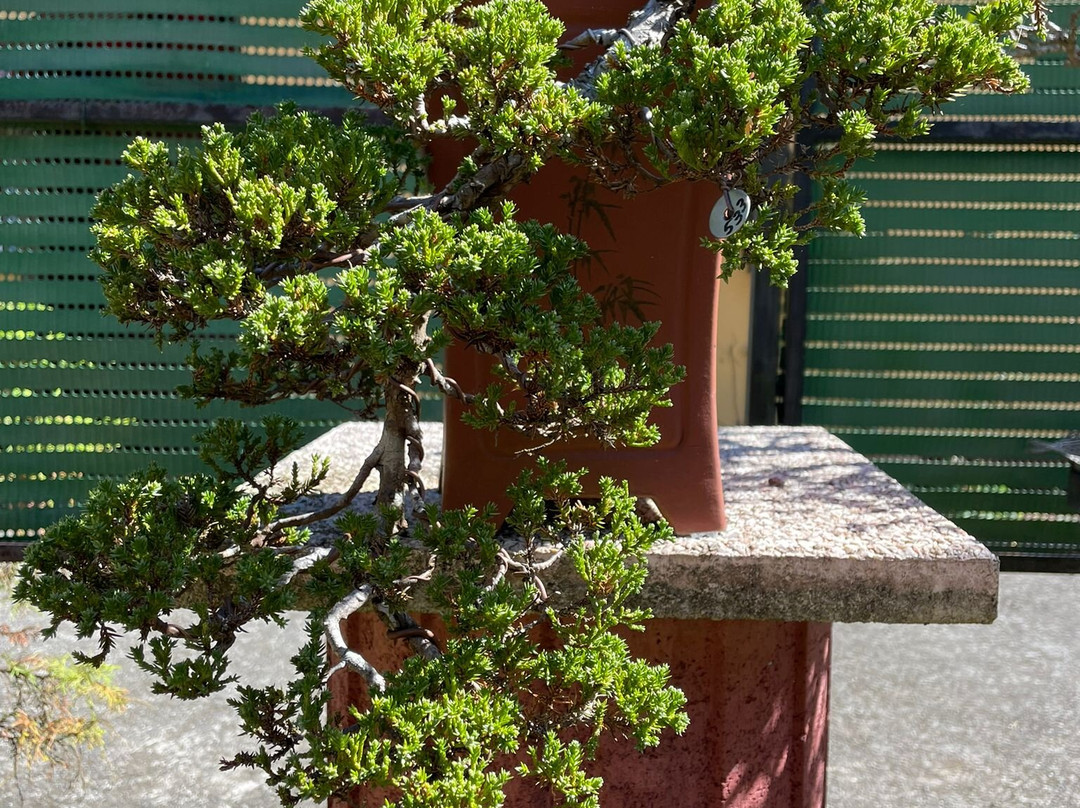 Jardin de Bonsais-圣路易岛必去景点