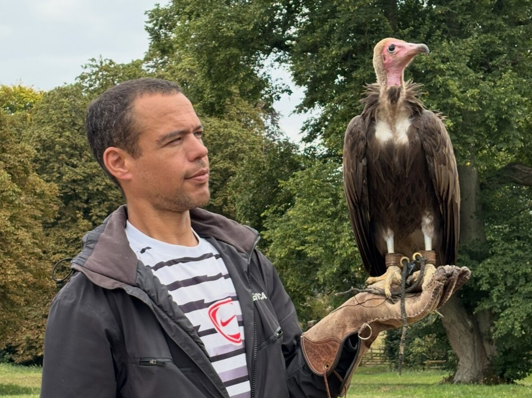 Icarus Falconry-北安普敦必去景点