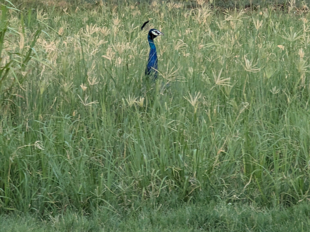 Al Samriya, Doha, Autograph Collection主图