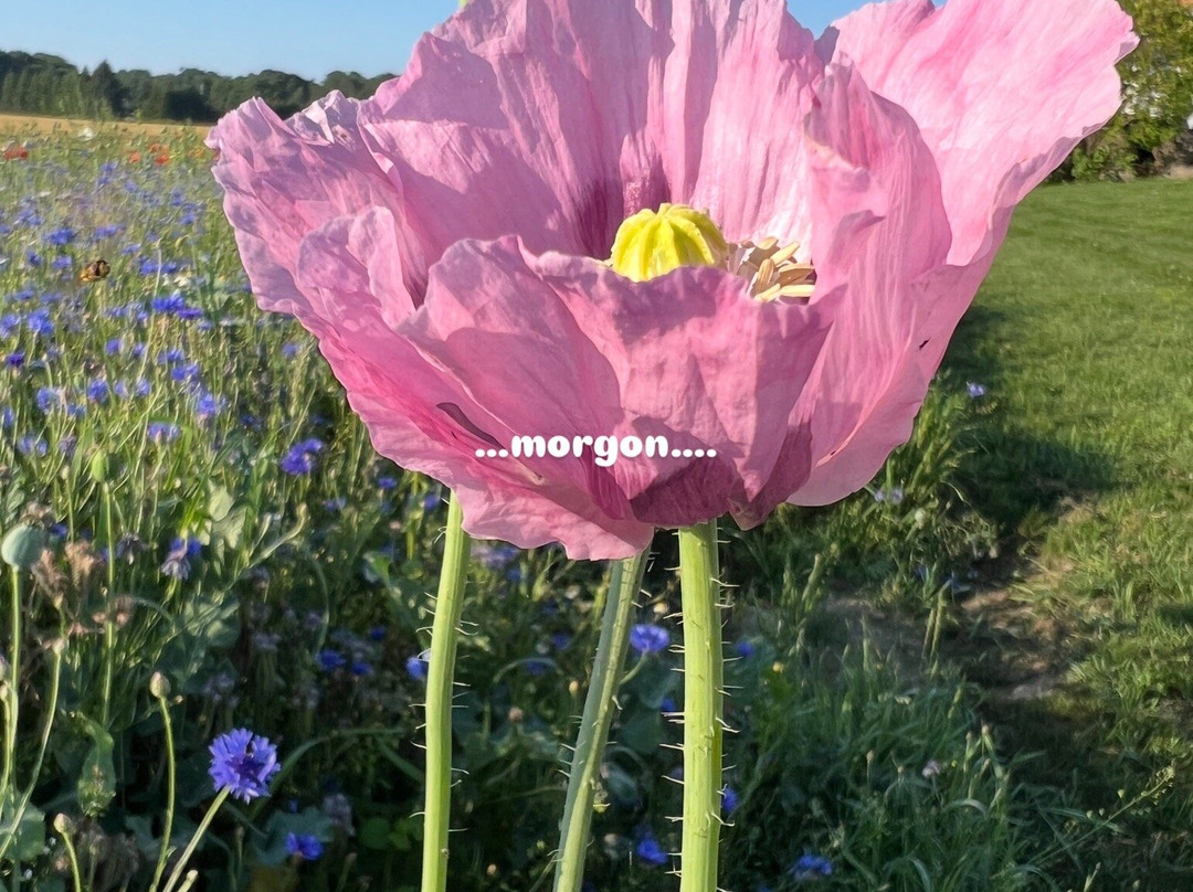 Högby Spa & Konferens-Borensberg必去景点