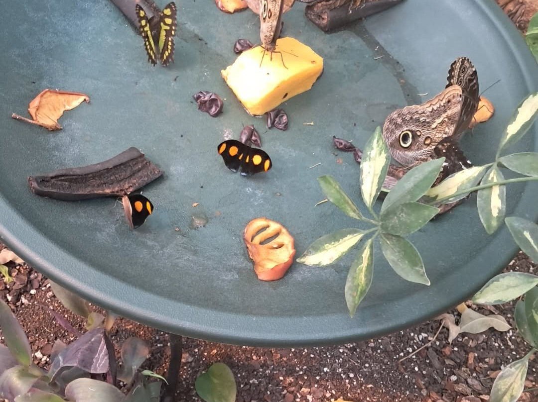 The Butterfly Palace-布兰森必去景点